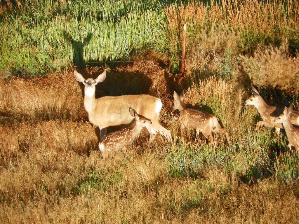Elk Run Inn Craig Kültér fotó